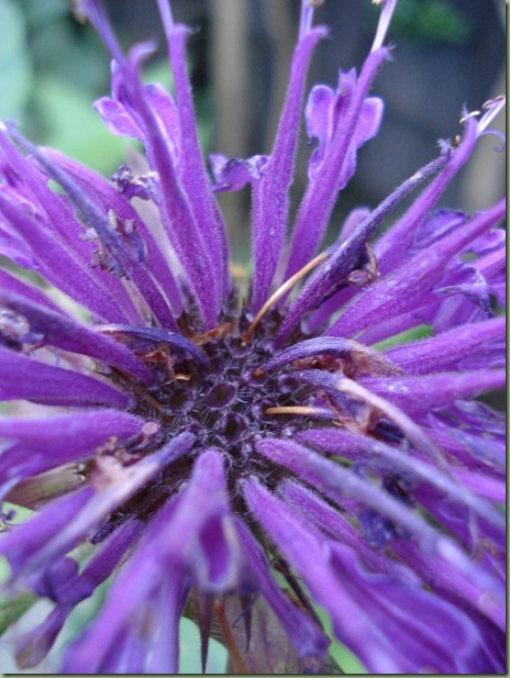 Monarda fistulosa ' Prärienacht' Monarda fistulosa ' Prärienacht'